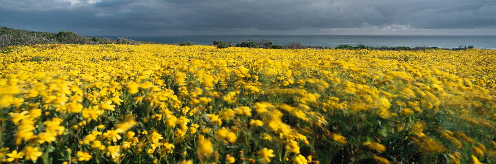 Yellow flowers bending in the wind under a stormy sky above the Atlantic